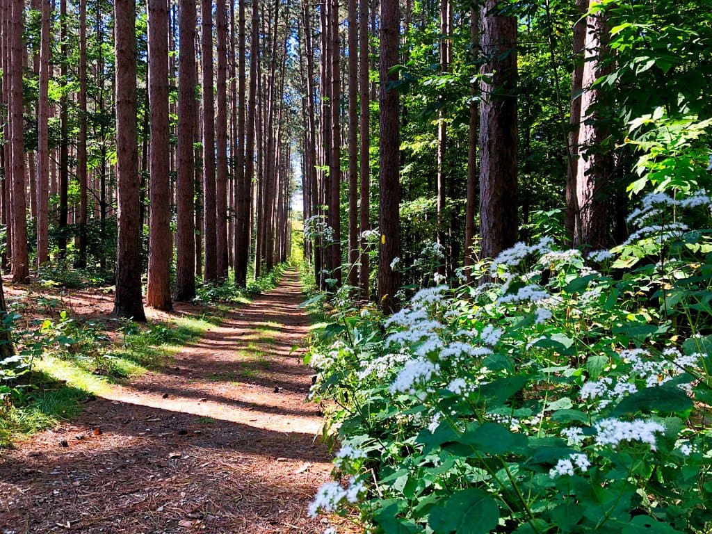 Hiking trail