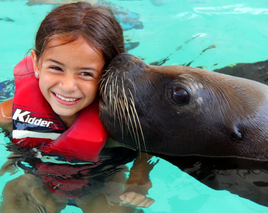 Sea Lion Swim
