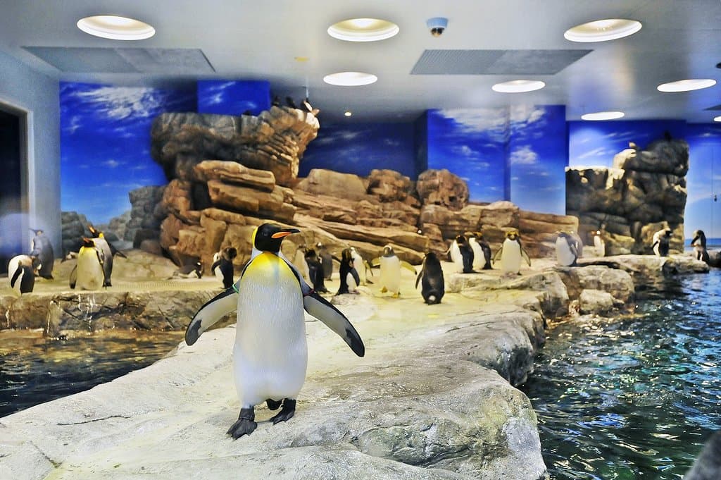 ペンギン村亜南極ゾーンの様子です。正面にいるのはキングペンギンです。