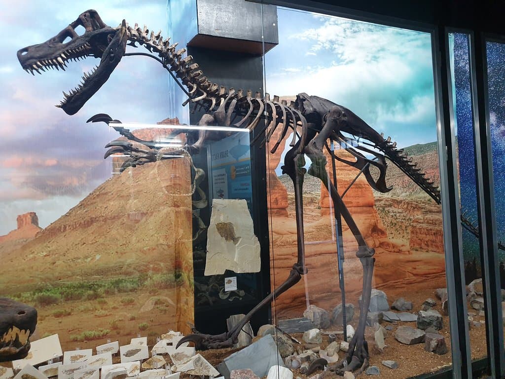 D' Bone Collector Museum