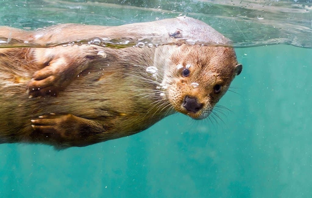 Aqua Aquarium & Wildlife Park