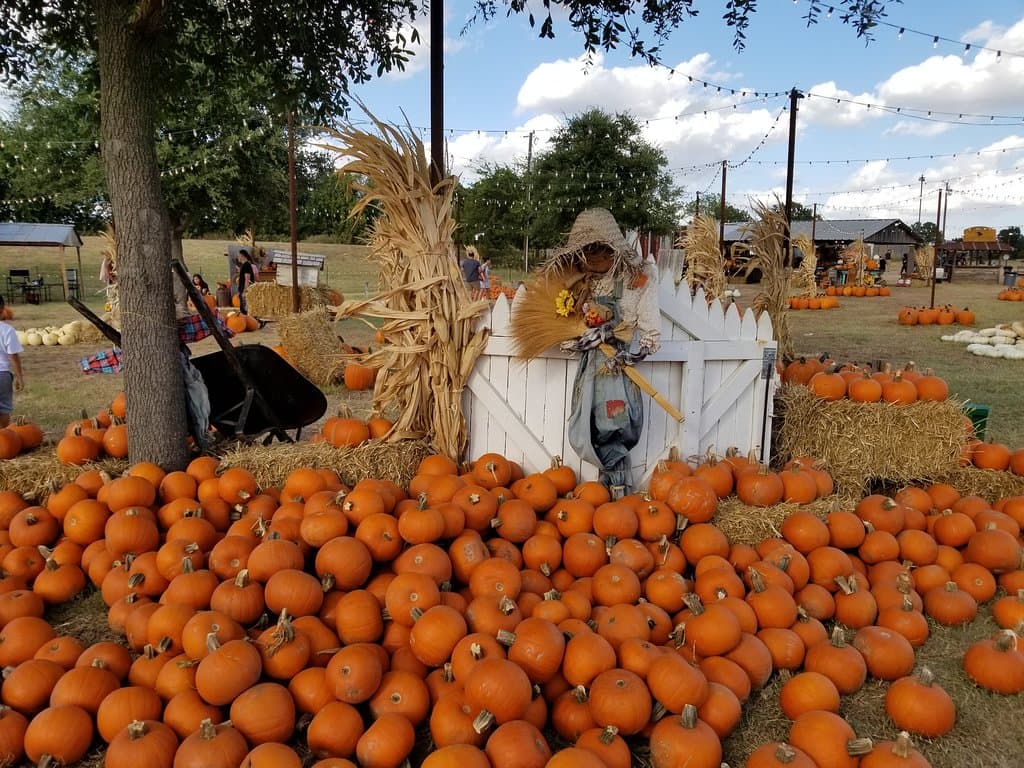 Hall's Pumpkin Farm and Corn Maze