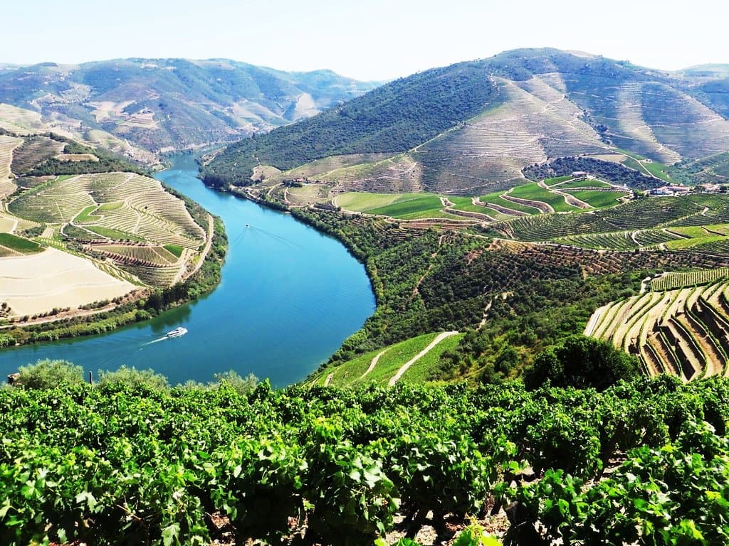 Quinta das Carvalhas - Real Companhia Velha - Viñedo Douro