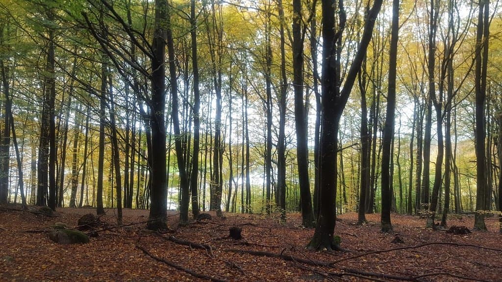 Bøkeskogen