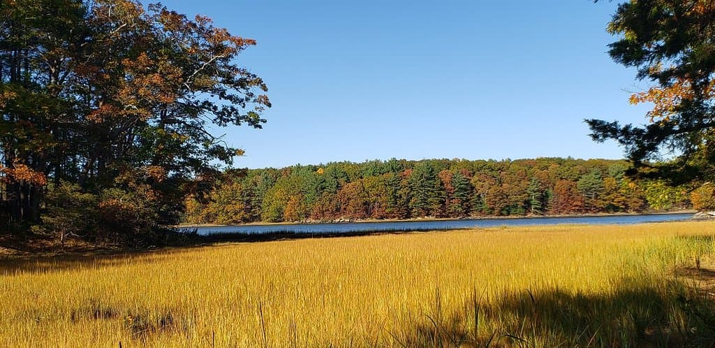 Odunpazarı City Forest