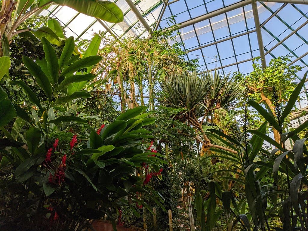 ...phone camera GOOGLE  PIXEL 4XL....  Liberec_Botanical_Garden-Liberec_Liberec_Region_Bohemia