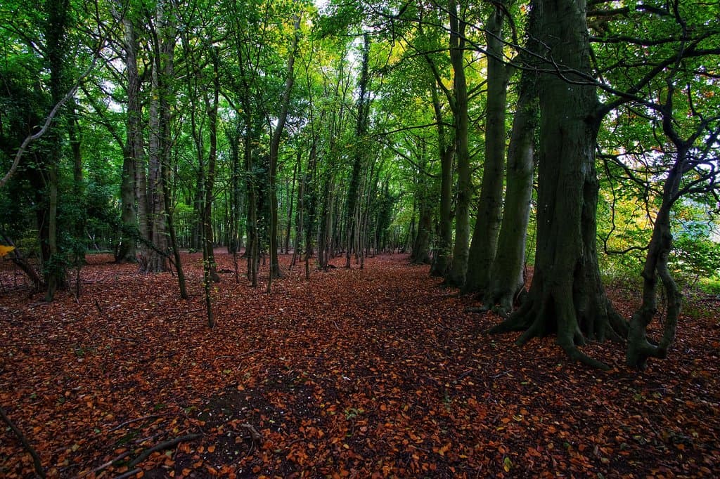 It a lovely and beautiful plantation.The family likes visiting and the kids loves riding their bikes in the woods whiles exploring.There is a free car park at the entrance and a land paying are for the kids as well.