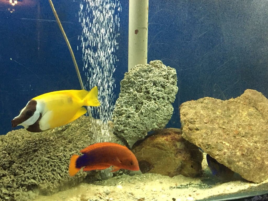 Mossel Bay Shark Lab