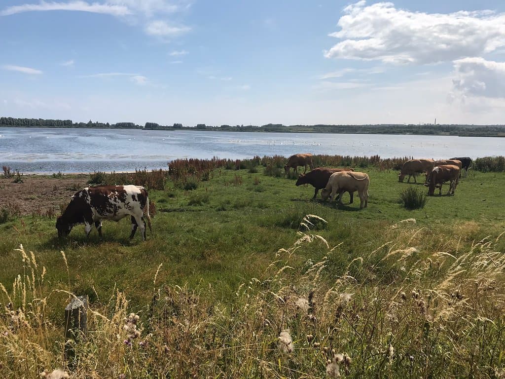 Egå Engsø