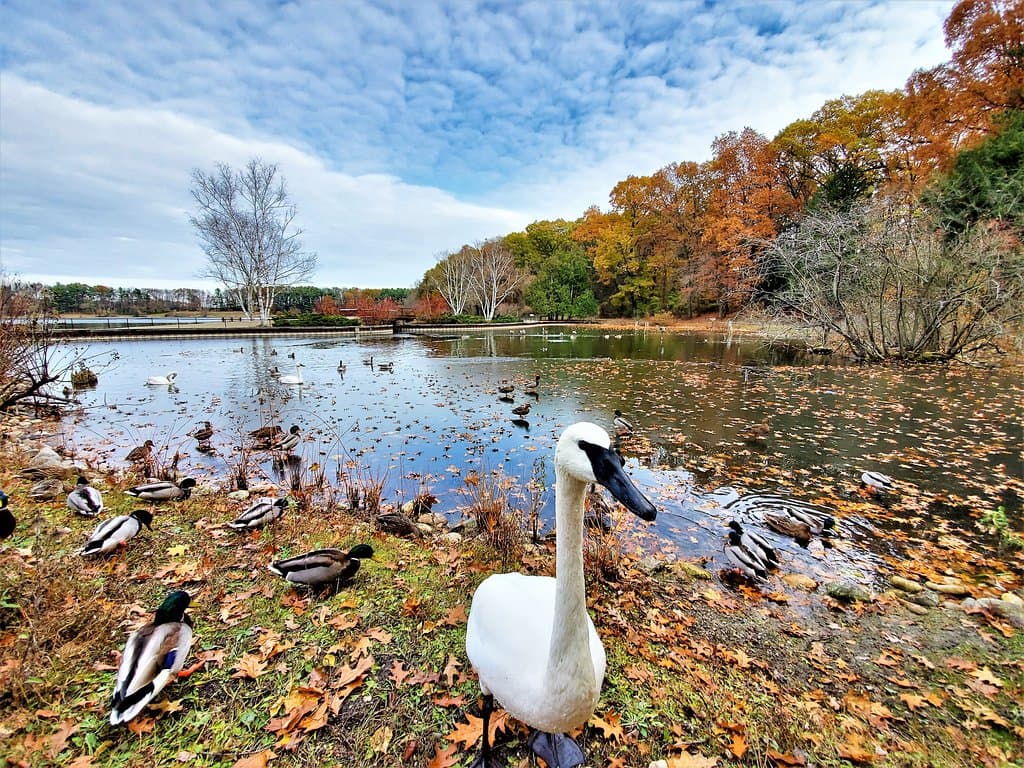 An opportunity to feed the swans and ducks.