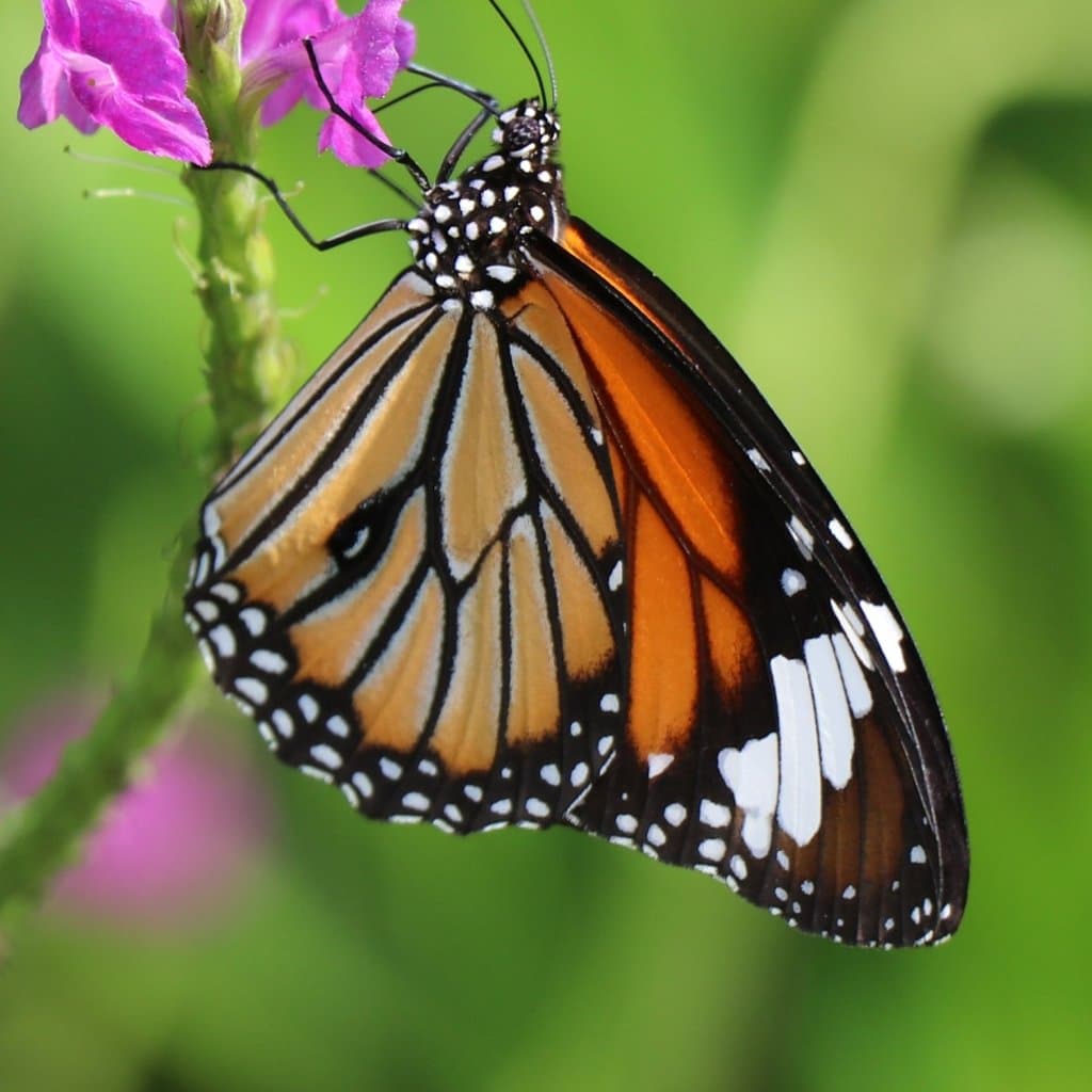Ovalekar Wadi Butterfly Garden