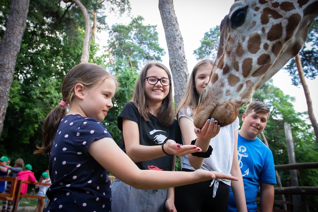 Zsiráfetetés a 2019 nyarán immár 32. alkalommal megrendezett Zootáborban

Giraffe feed during a Zoo Camp in summer 2019