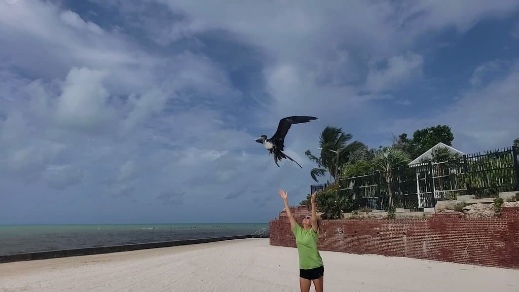 Magnificent Frigatebird during release after rehabilitation was complete.