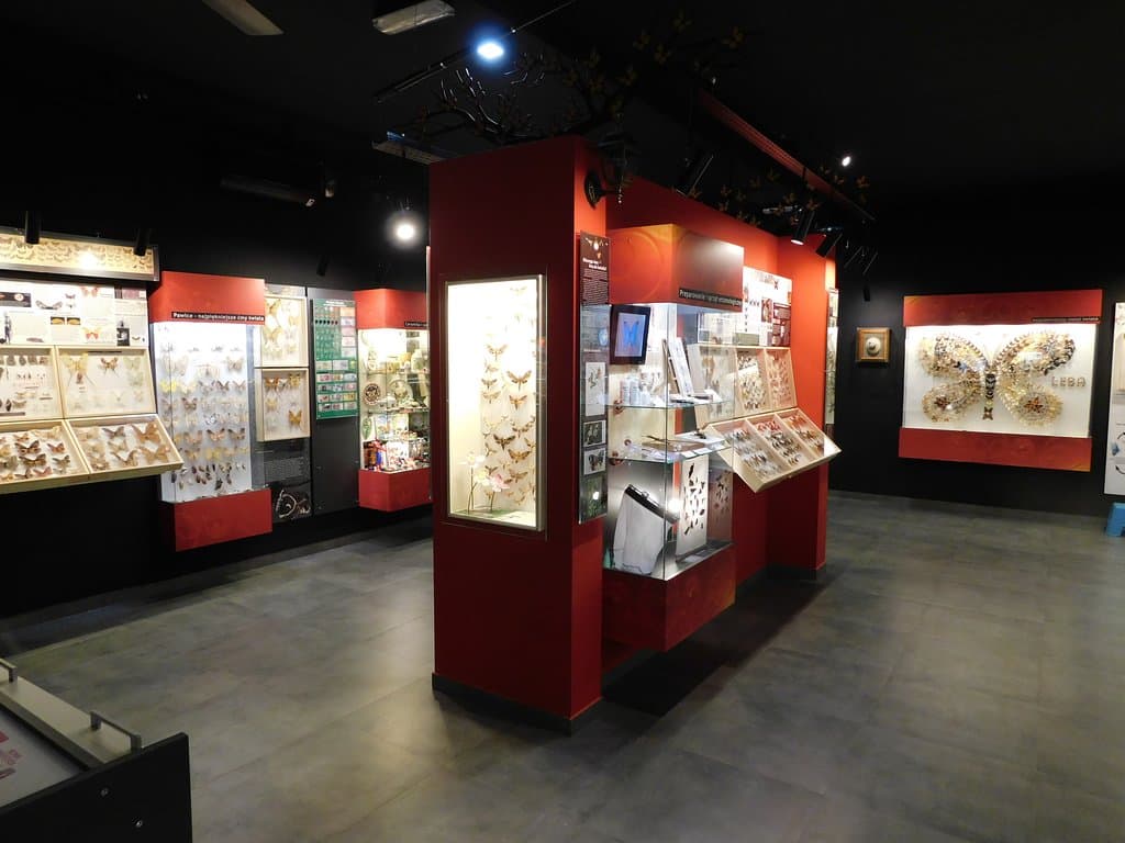 Muzeum Motyli w Łebie rok 2019
