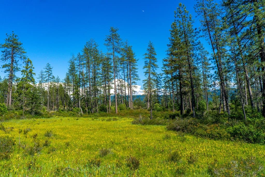 Cette courte balade sur un boardwalk permet de se dégourdir les jambes sur la route et d'admirer la flore locale, dont les plantes carnivores. 