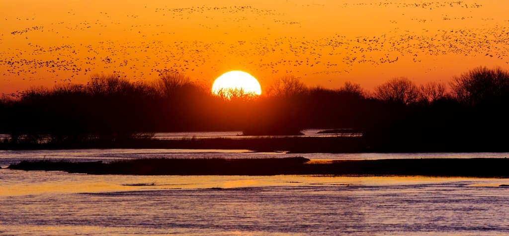 Sunrise Flight of Cranes