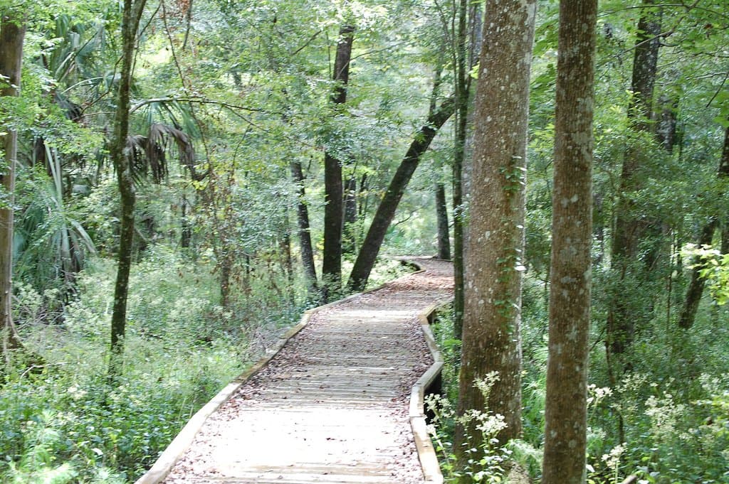 The walk to the tree.