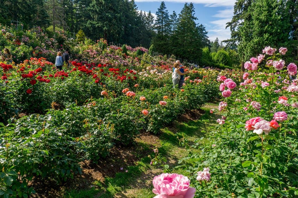 Ce jardin (gratuit!!) permet d'admirer plus de  7000 rosiers, de plus de 550 espèces. 
