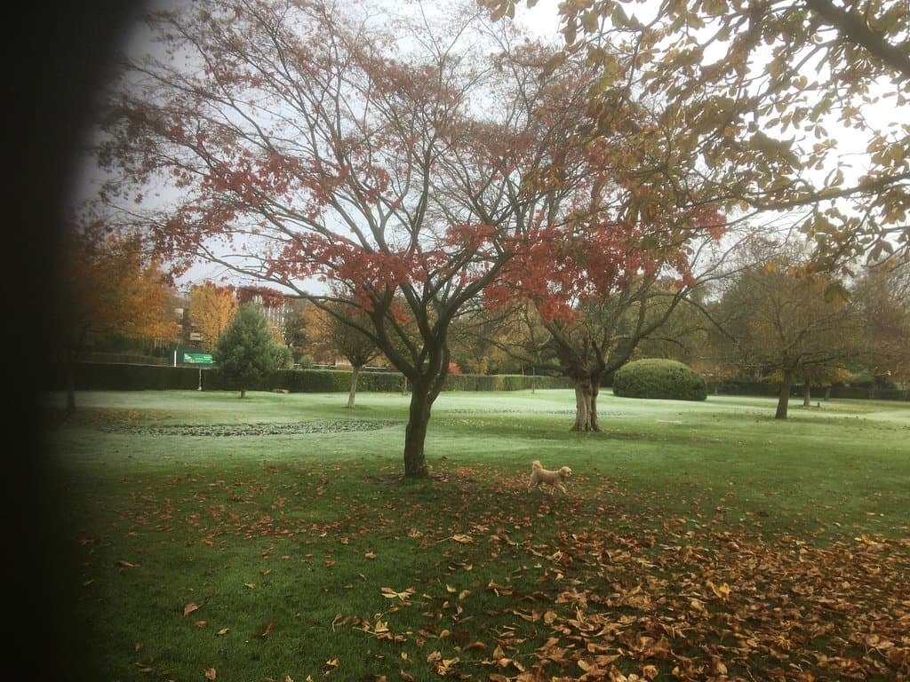 Woking Park