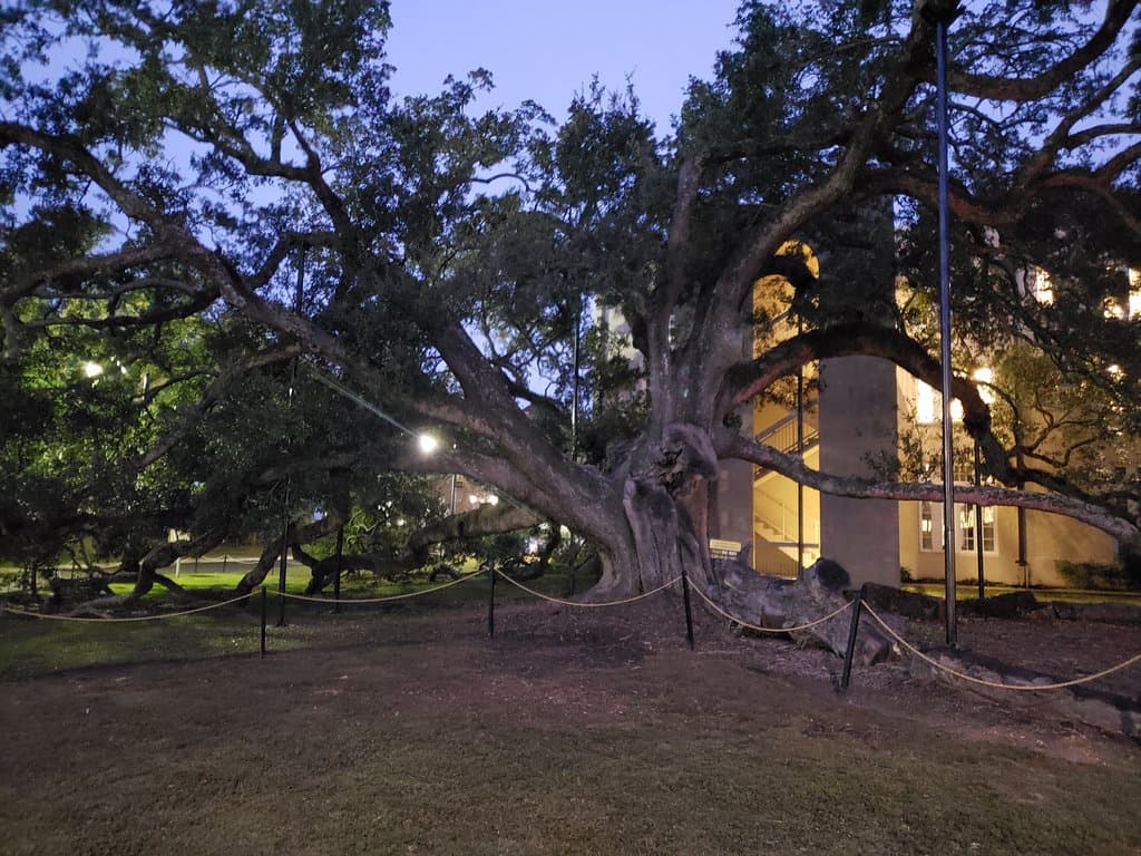 Friendship Oak - Long Beach, MS
