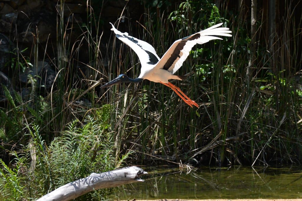 Territory Wildlife Park