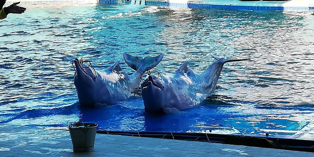 Oasis Sea World