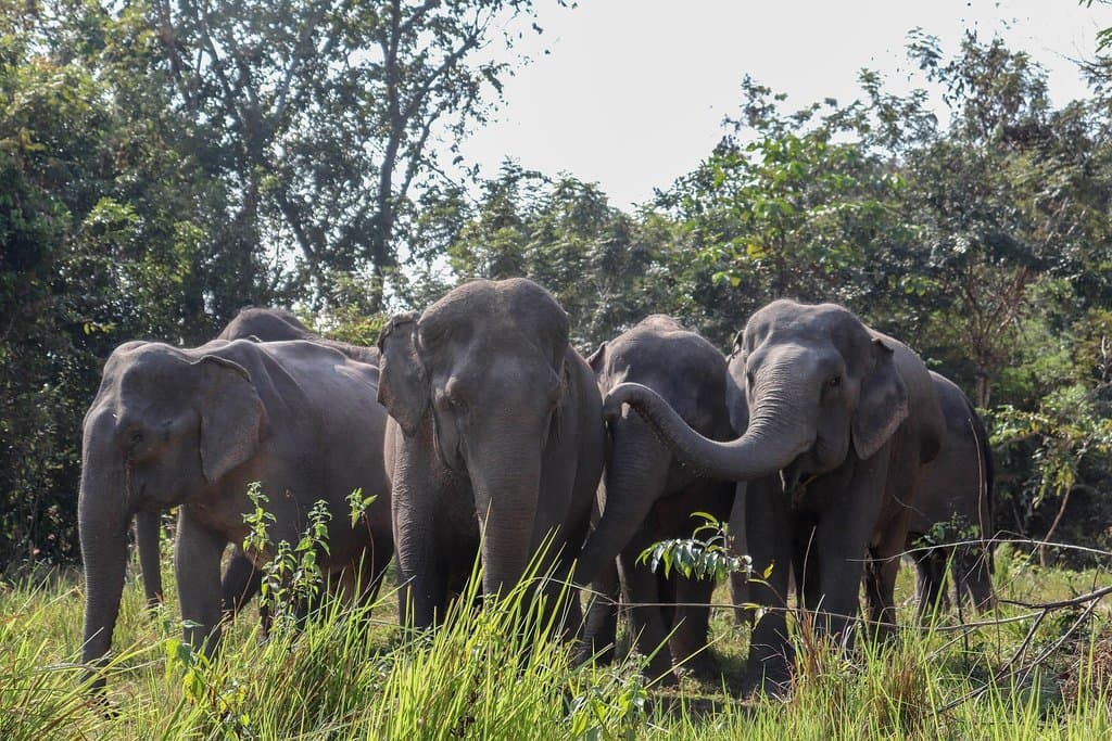 Kulen Elephant Forest