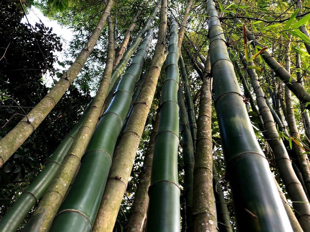 Cañas de bambú gigante