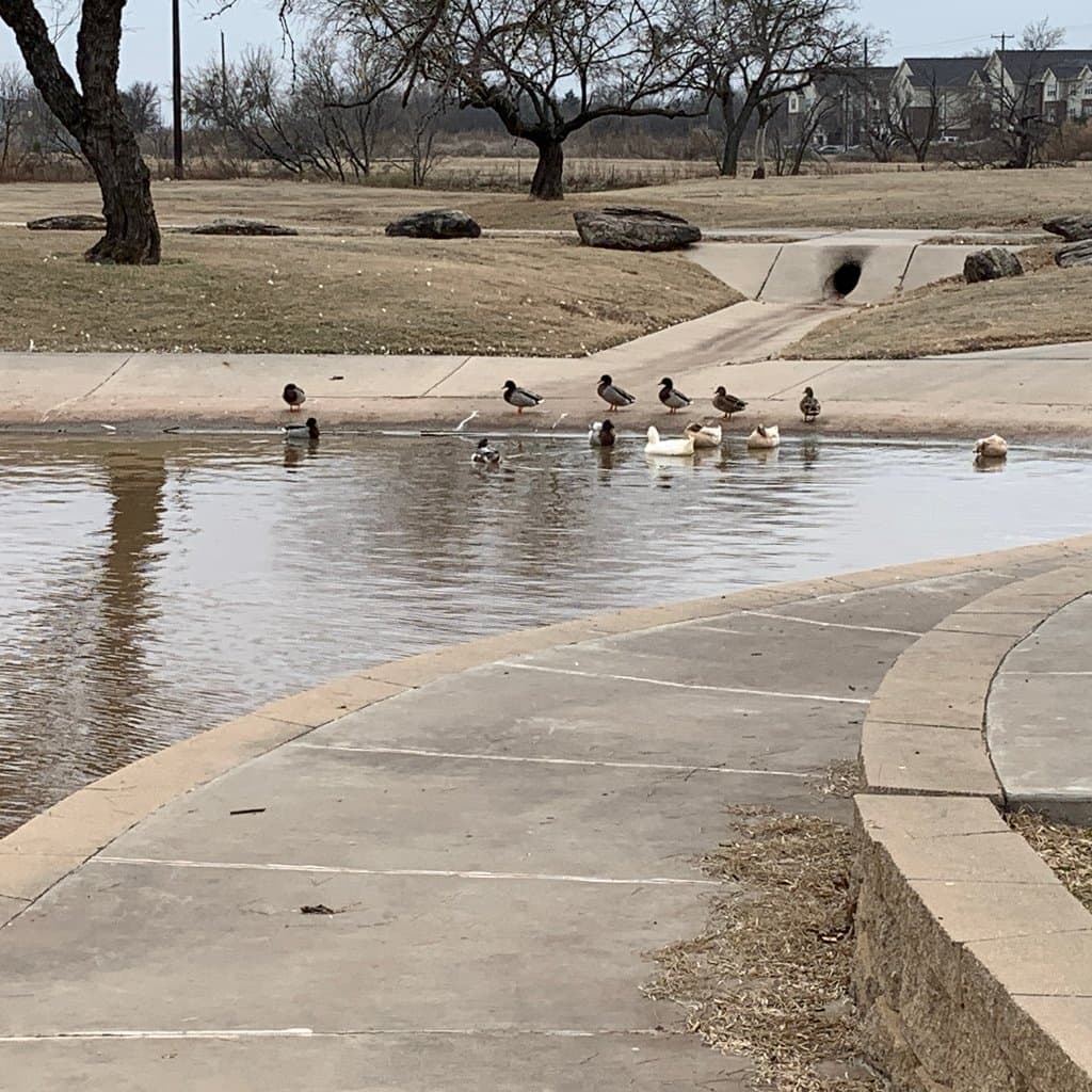 Ducks sitting and swimming in the drainage area.