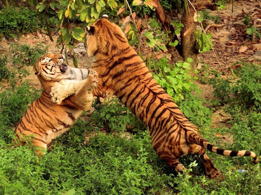 Tiger