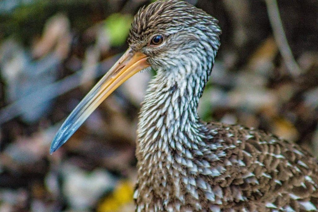 Boyd Hill Nature Preserve