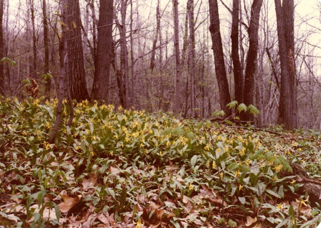 Fawn lilies cover the ground in early spring, Bird Hills, 1978.