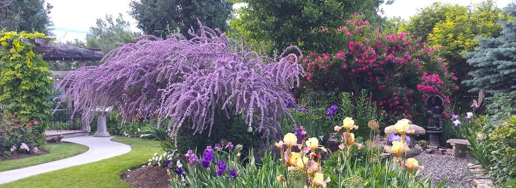 This Fountain Butterfly Bush is just one example of the beautiful (and interesting) plants we care for. We have over 250 varieties of Irises alone and thousands of other flowers bloom throughout the season.