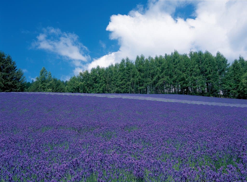 トラディショナルラベンダー畑
Traditional Lavender Field