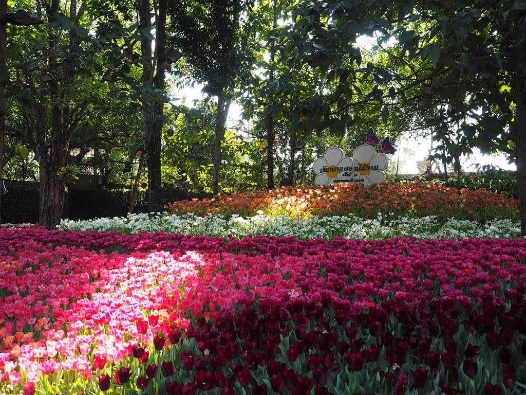 Chiang Rai Flower Festival