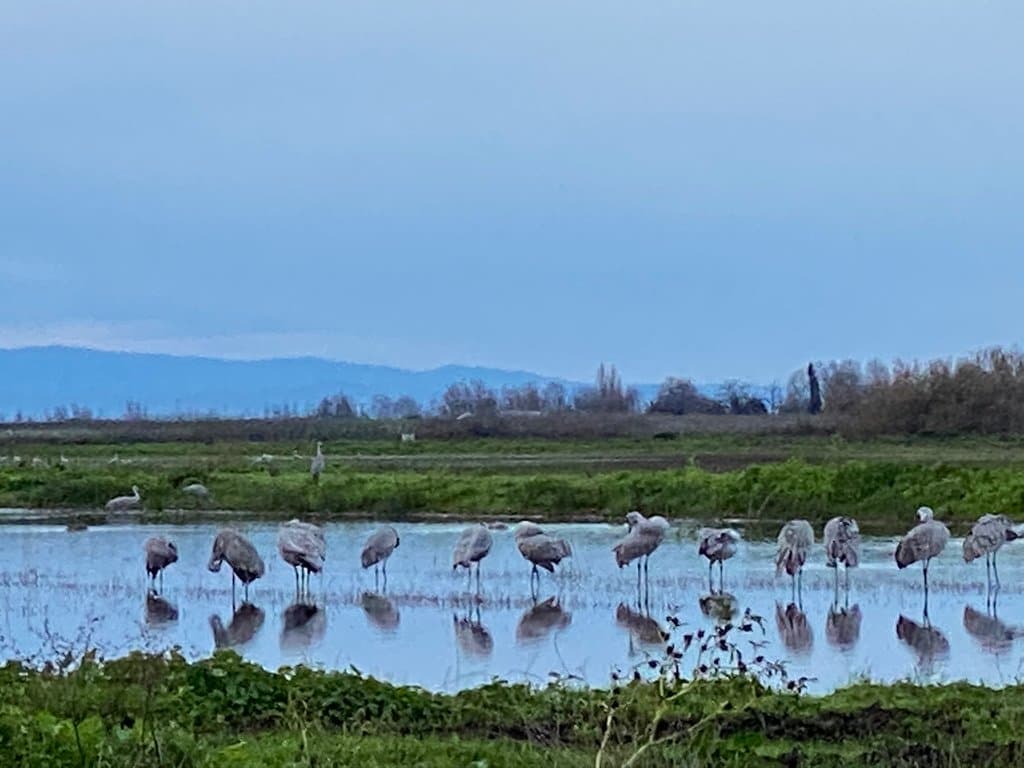 Sandhill Cranes At first light