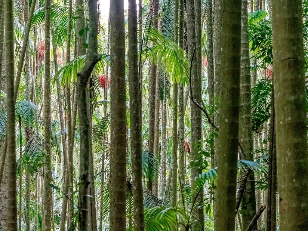 Bangalow palms are comprise most of the forest in this area.