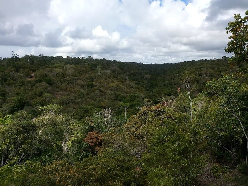 Visão geral da Floresta que faz parte do Parque Pau-Brasil, a partir de um dos mirantes existentes.