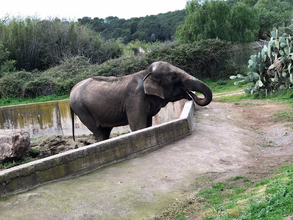 Elephant