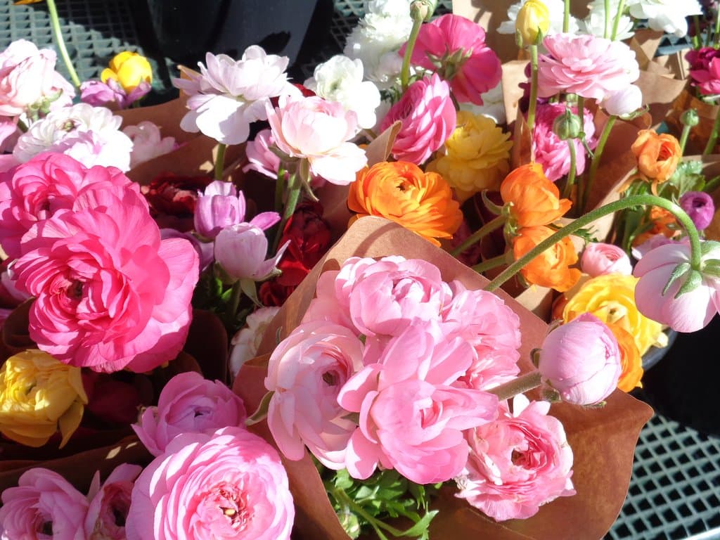 beautiful flowers