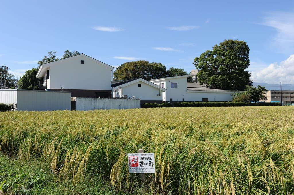 酒蔵の裏手には、原料米である酒米の田んぼが広がります。散歩すると気持ちいい！