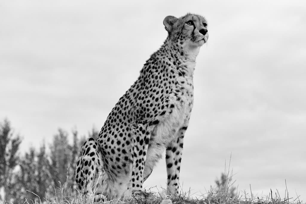Cheetah Sanctuary