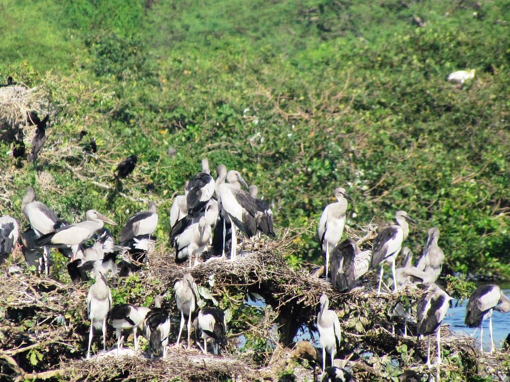 bird sanctuary