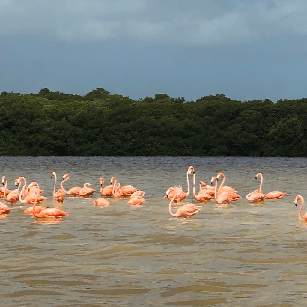 Celestún Biosphere Reserve
