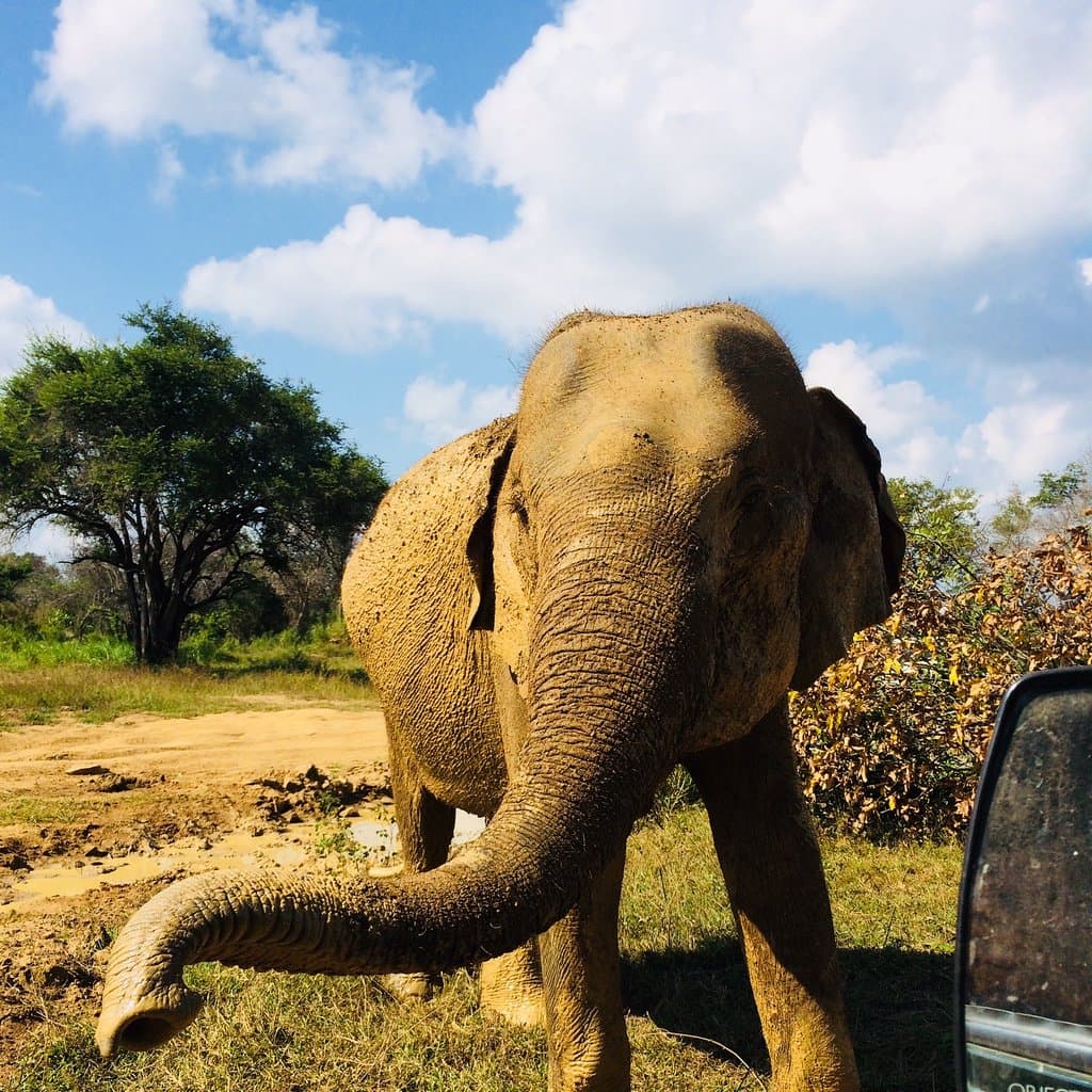 Hurulu eco Park 🇱🇰🐘
