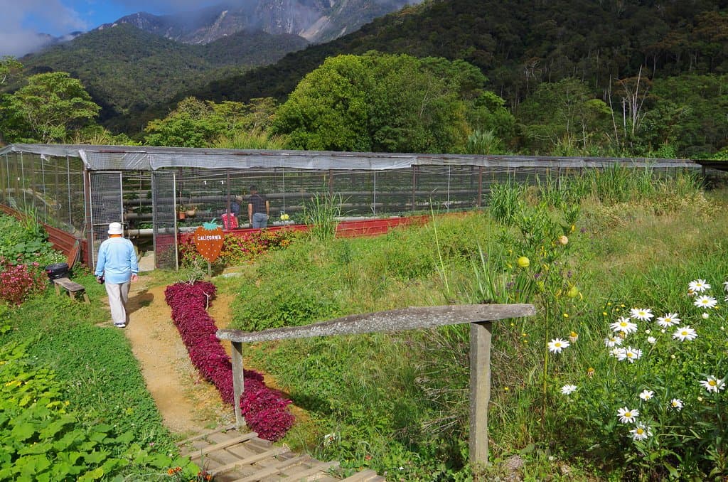 Mesilau Strawberry Farm