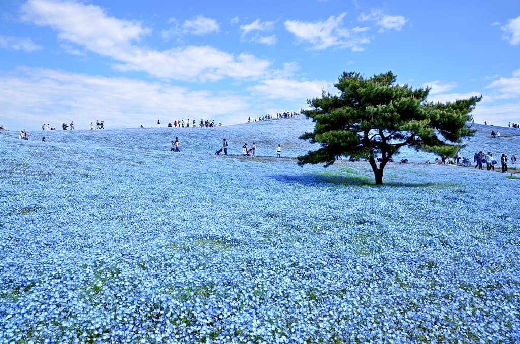 ネモフィラと空と海とが織り成す青のハーモニー。
みはらしの丘一面が青く染まり、空と海の青と溶け合う唯一無二の風景を創出します。

Nemophila, an annual herb, is native to north America and called Rurikarakusa in Japanese. Nemophila is 20 cm tall and each flower is 2 to 3 cm in diameter. Usually the small flowers are planted for a supporting role in a garden.  However, in this park the blue flowers cover the entire hill, creating a special view with the sky and the ocean.    