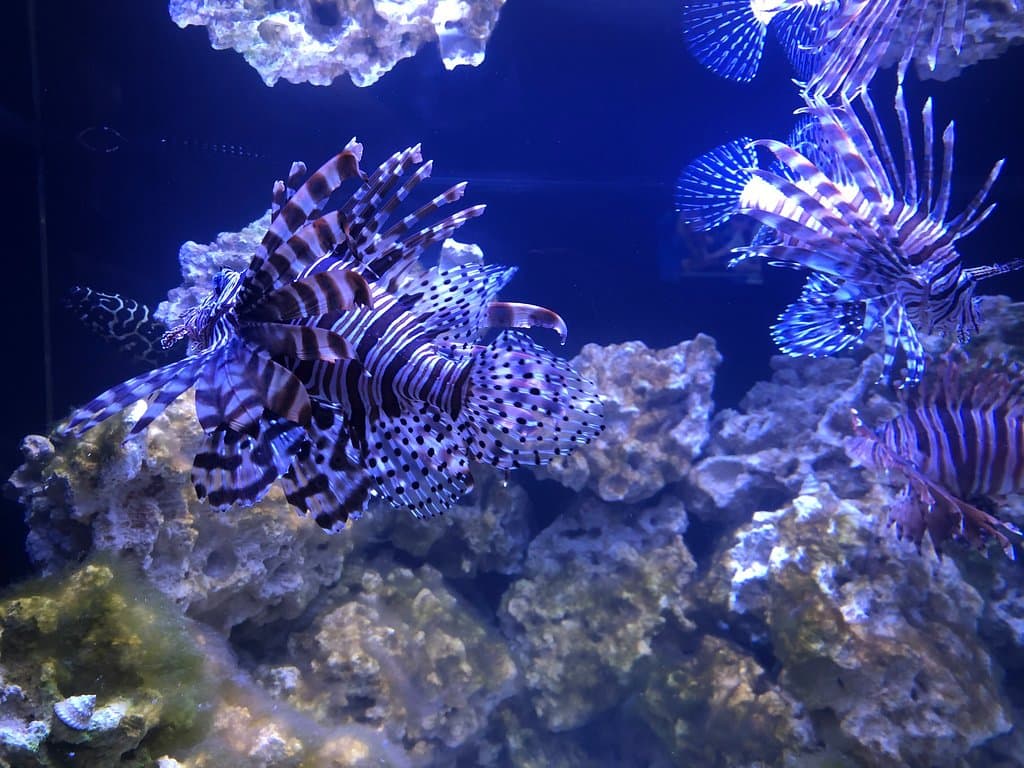 SeaQuest Lynchburg