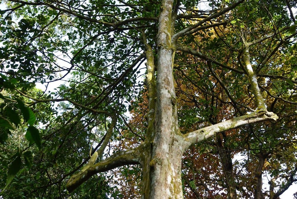 Square Trunks and elbows on this Tolkien-esque square tree! This one guards the other square trees in the area.