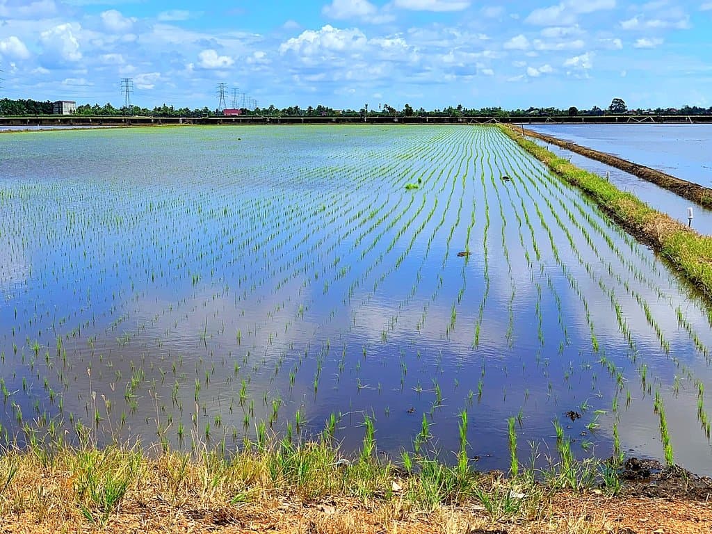 Paddy Gallery Sekinchan